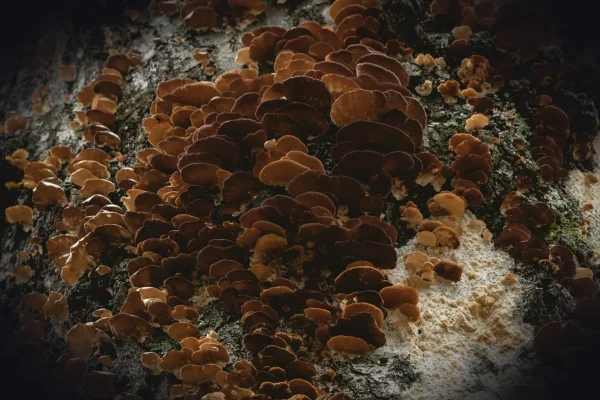 a close-up of some water