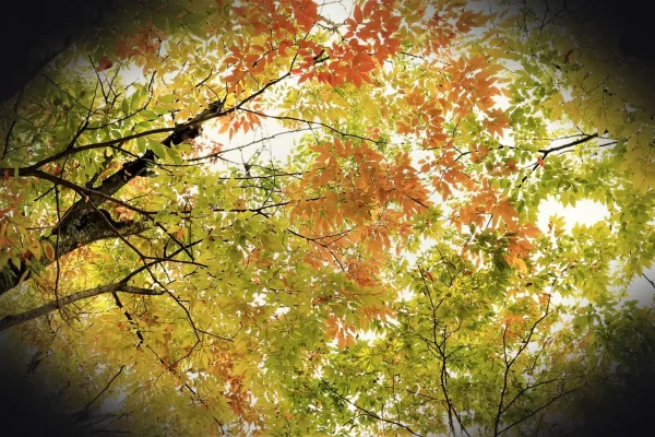 autumn, fall, leaf, leaves, tree, trees, beautiful, color, colorful, beauty, maple, orange, red, yellow, brown, green, l