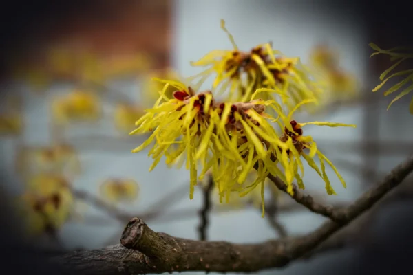 Yellow witch hazel blossoms in full bloom.