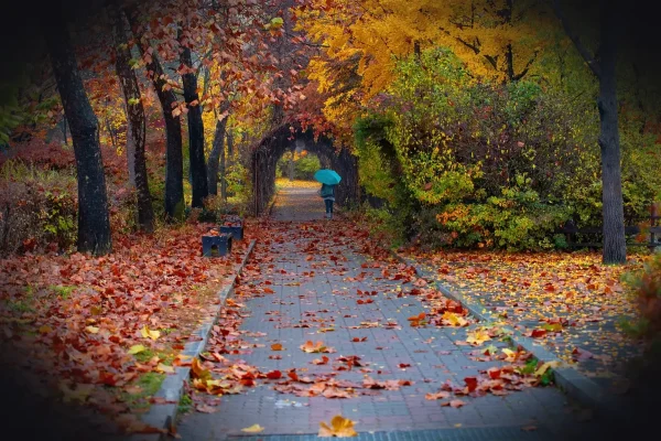 autumn, alone, patch, lonely, nature, fall, girl, woman, landscape, mood, silent, quiet, alone, silent, silent, silent,