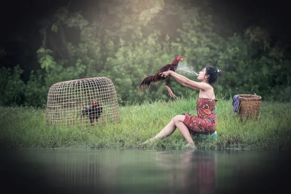 female, river, taking a bath, animal, asia, bangkok, beak, cambodia, china, chicken, cockfight, crime, face, farm, carry