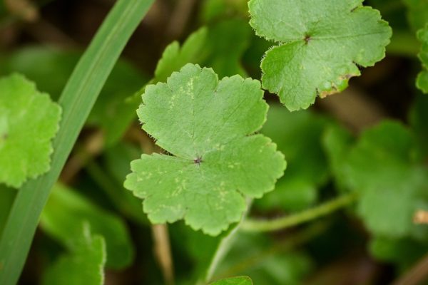 Centella variants asiatica madecassoside asiaticoside