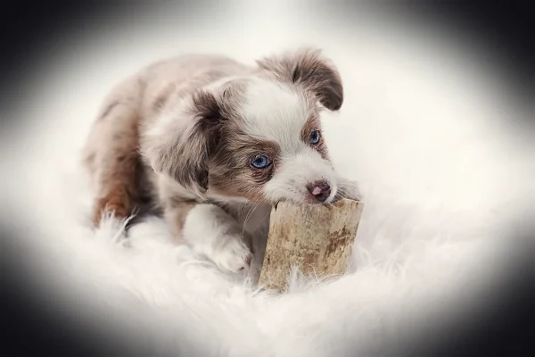 dog, animal, mammals, cute, animal kingdom, pet, portrait, young, canidae, adorable, puppy, toy australian shepherd, no