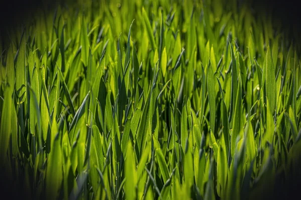 green, grass, ground, field, garden, wall, small, animal, large, day, forest, cute, beauty in nature, looking, outdoors,