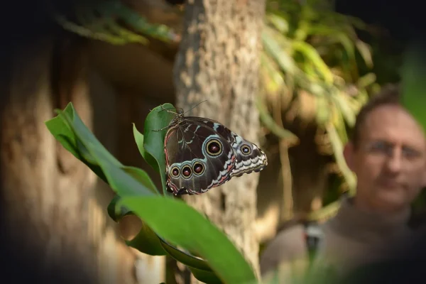 butterfly, botany, animal, wildlife, nature, plant, tiergarten, wing, nuremberg, beauty, flying, freedom, marvel, watch,