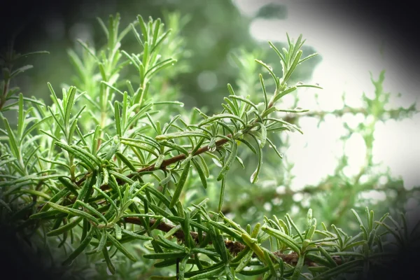 Close-up of fresh green rosemary sprigs with water droplets.