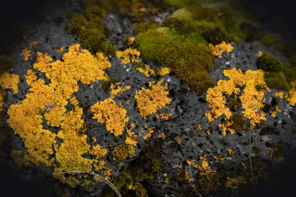 a close up of a moss covered in yellow and black lichen
