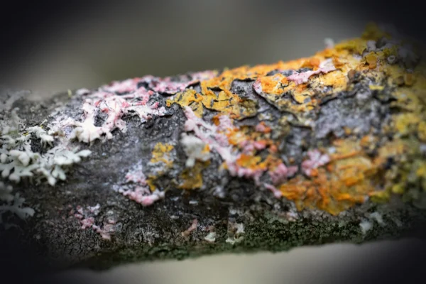 A close up of a branch with lichen on it