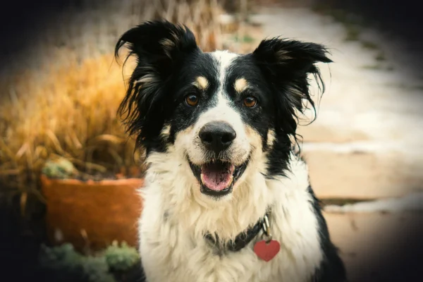 black and white border collie mix