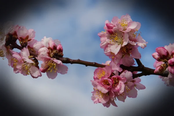 almond florets, blossoms, tree, wallpaper 4k, branch, laptop wallpaper, nature, landscape, 4k wallpaper, spring, full hd