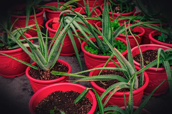 Many potted aloe vera plants in red containers.