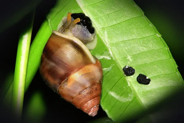 leaf, snail, egg, lay, nature, green, shell, gastropod, life, macro, slimy, food, mollusk, slow, slug, one, animal, eati