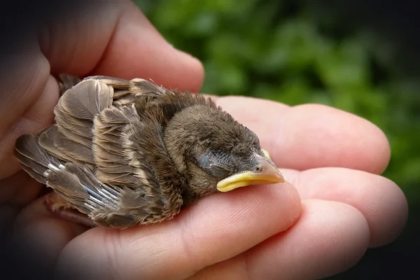 sparrow, chick, breeding, hand, newborn, look after, look after, look after, look after, look after, look after
