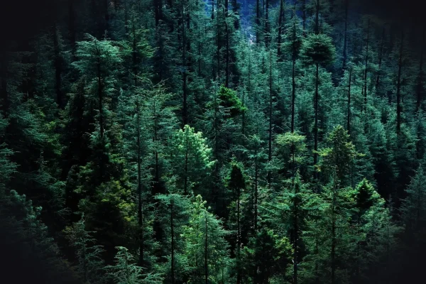forest, tree, pine tree, aerial view, woodland, pine wood - material, backgrounds, landscape, green color, spruce tree,
