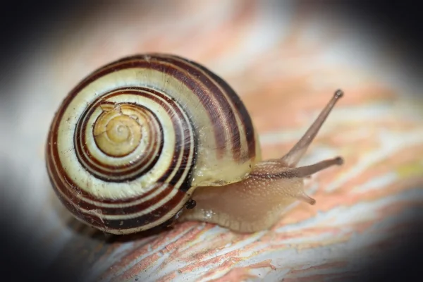house snail, slow, snail, animal, nature, mollusc, shell, summer, creeping animal, wildlife, finger, garden, sensor, clo