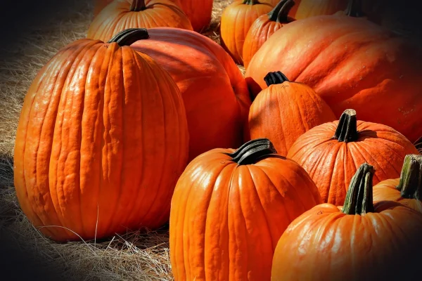 pumpkins, halloween, autumn, halloween pumpkin, orange, holiday, fall, october, season, jack-o-lantern, horror, harvest,