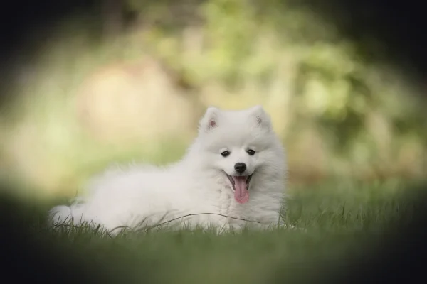 dog, puppy, pet, doggy, cute, sweet, nature, animal, young, baby, young animal, love, nice, eyes, posing, animal portrai