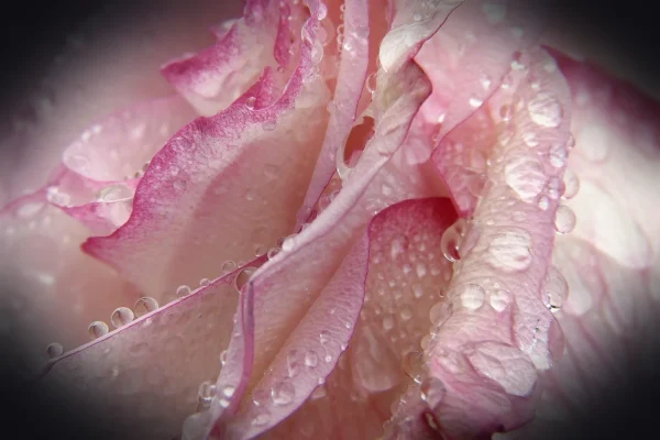 rose, drops, nature, water, macro, waterdrop, water pearls, romance, blossom, rose flower, bloom, beauty, happy mothers