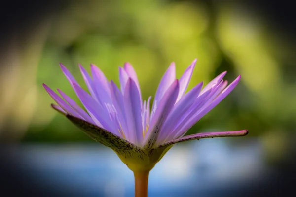 flower, earth hour, pink, poetry, garden, flower wallpaper, beautiful flowers, blossom, flora, hd wallpaper, bloom, spri