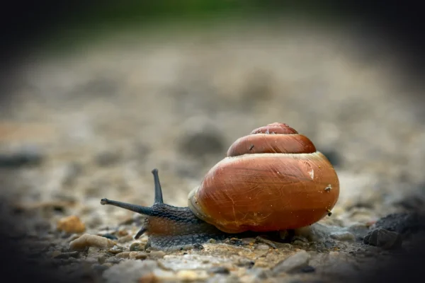 brown snail on gray sand during daytime