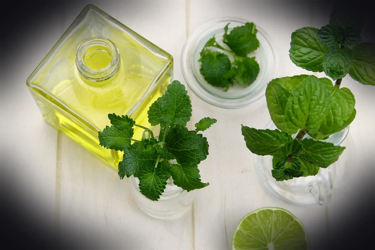 leaf, mint, herb, healthy, food, oil, essential oils, nourishment, medicinal plant, fresh, health, peppermint, lemon, balm, a