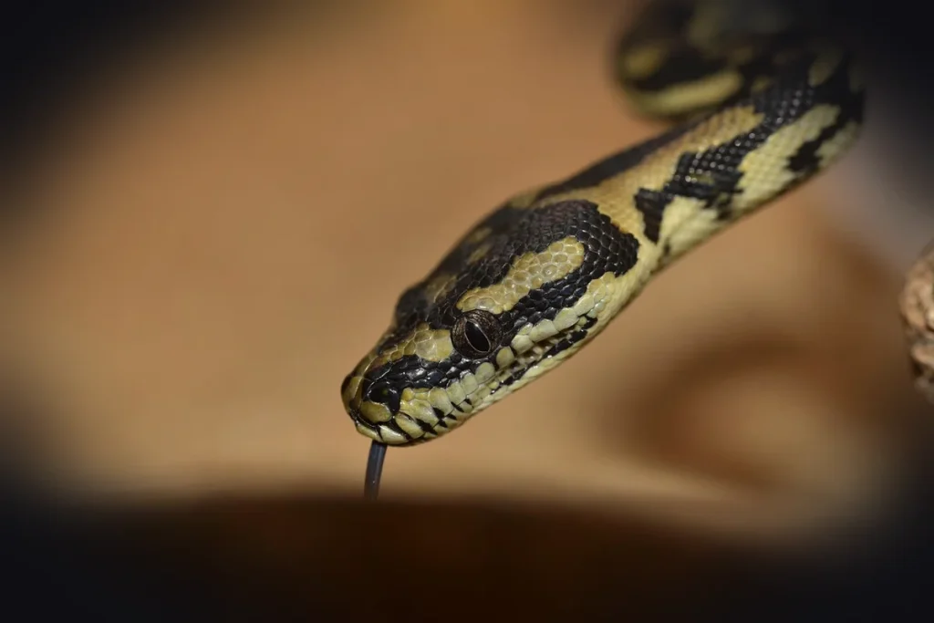 line, yellow, snakehead, reptile, animal, close up, nature, head, tongue, dandruff, terrarium, macro, python, portrait, infan