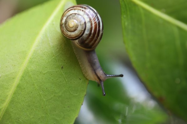 Snail mucin glycoprotein profile